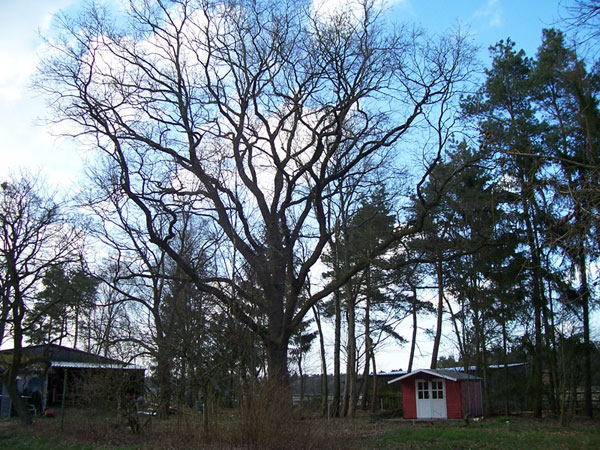 Eiche rustikal
