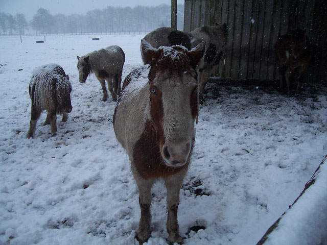 SchneeSchecken